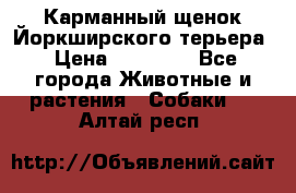 Карманный щенок Йоркширского терьера › Цена ­ 30 000 - Все города Животные и растения » Собаки   . Алтай респ.